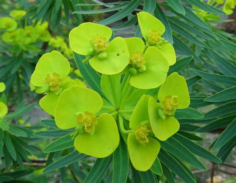 euphorbia toxic to humans